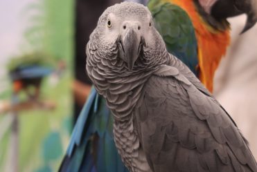 An astounding, fun experience with parrots