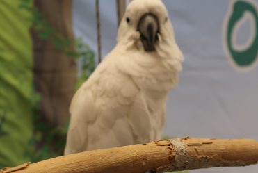 An astounding, fun experience with parrots